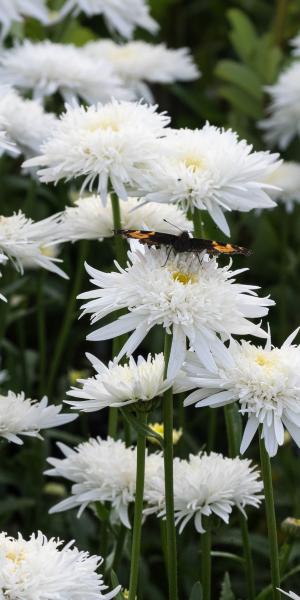 LEUCANTHEMUM x superbum 'Eisstern'