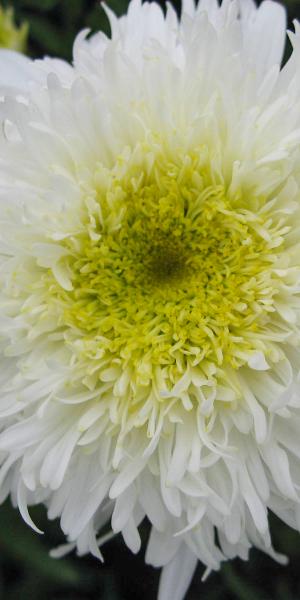 LEUCANTHEMUM x superbum 'Fiona Coghill'