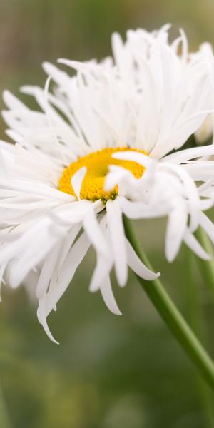 Leucanthemum x superbum 'Phyllis Smith'