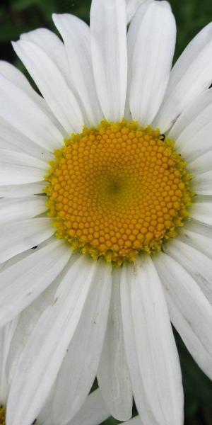 LEUCANTHEMUM x superbum 'Silberprinzesschen'