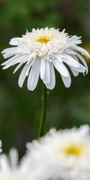 LEUCANTHEMUM x superbum 'Wirral Supreme'