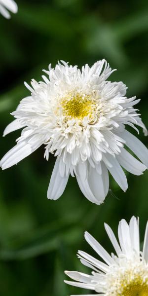 LEUCANTHEMUM x superbum 'Wirral Supreme'