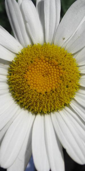 LEUCANTHEMUM x superbum