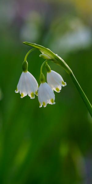 Leucojum aestivum 'Gravetye Giant'