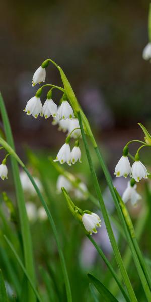 Leucojum aestivum 'Gravetye Giant'