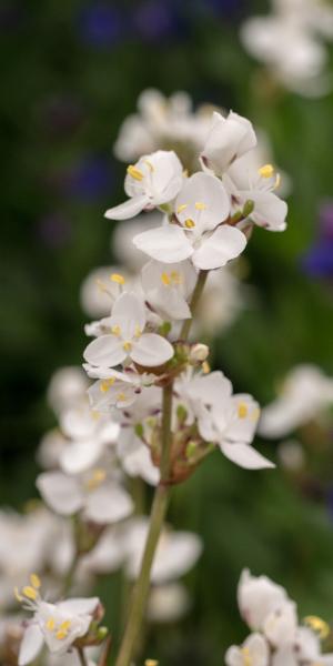 LIBERTIA chilensis (grandiflora) 