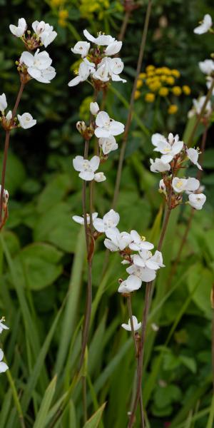 Libertia chilensis