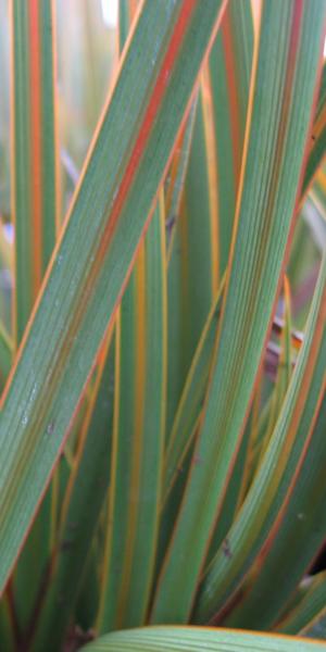 Libertia peregrinans