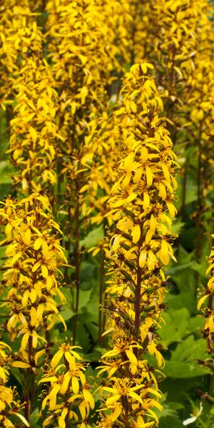 LIGULARIA stenocephala
