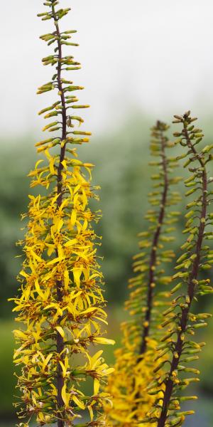 LIGULARIA 'The Rocket'