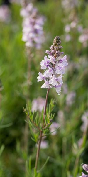 LINARIA x dominii 'Carnforth'