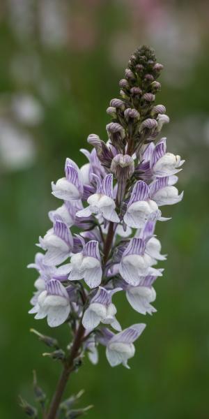 LINARIA x dominii 'Carnforth'