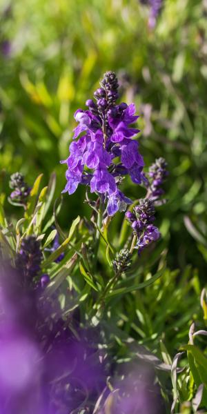 LINARIA purpurea 'Freefolk Piccolo' 