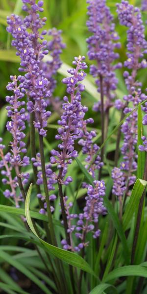 LIRIOPE muscari 