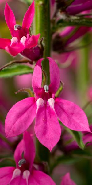 LOBELIA x speciosa 'Pink Elephant'