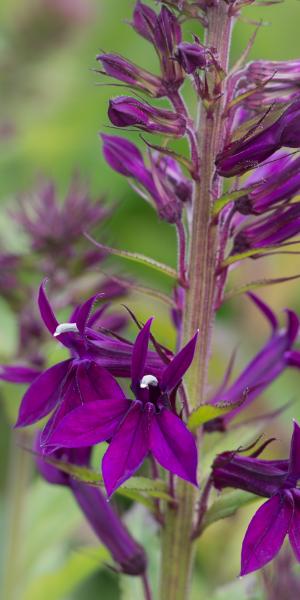 LOBELIA x speciosa 'Hadspen Purple' 