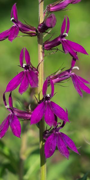 LOBELIA x speciosa 'Hadspen Purple' 