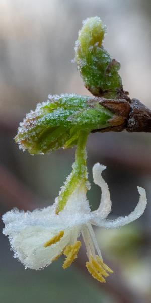 LONICERA x purpusii 'Winter Beauty'