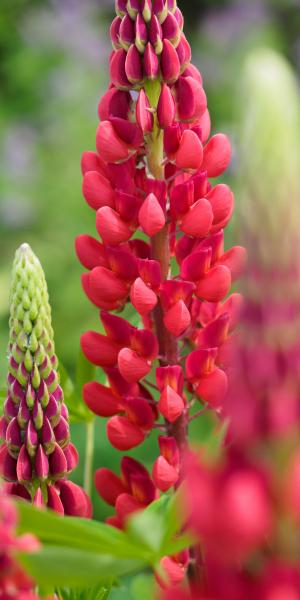 LUPINUS 'Morello Cherry'