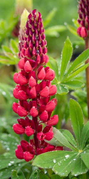 LUPINUS 'Morello Cherry'