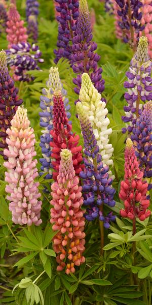 LUPINUS polyphyllus (Lupin Russell Special Mixed) (Seed)