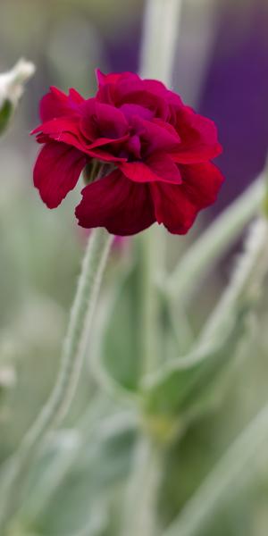 LYCHNIS coronaria 'Gardeners World'