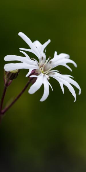 LYCHNIS flos-cuculi 'White Robin'