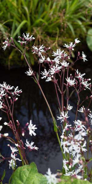 LYCHNIS flos-cuculi 'White Robin'