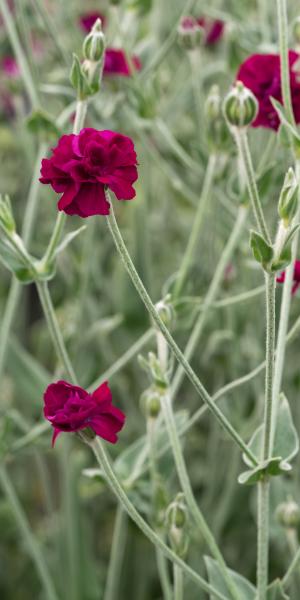 LYCHNIS coronaria 'Gardeners World'