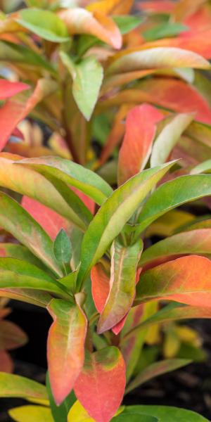 LYSIMACHIA barystachys