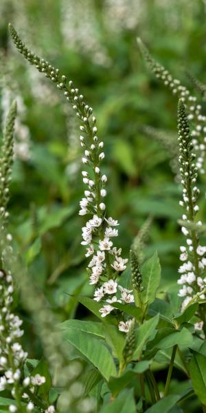 Lysimachia Candela ('Innlyscand')