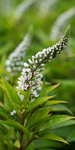 Lysimachia clethroides 