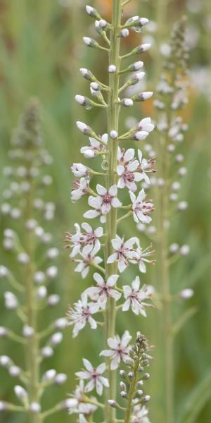 LYSIMACHIA ephemerum