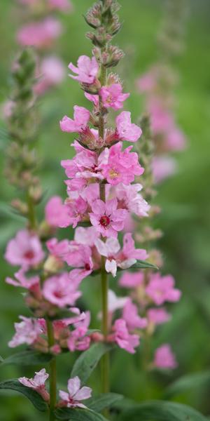 LYTHRUM salicaria 'Blush'