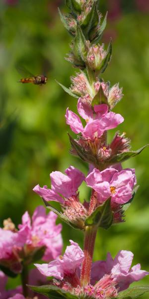 LYTHRUM salicaria 'Blush'