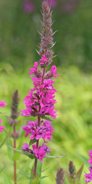 LYTHRUM salicaria 'Feuerkerze' (Firecandle)