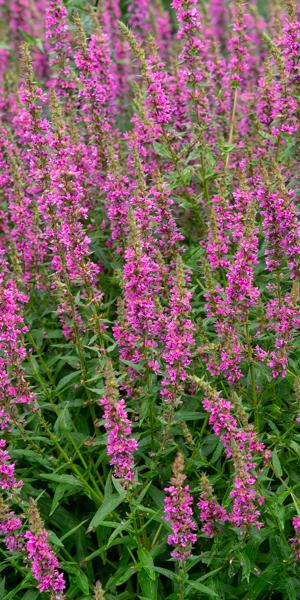 Lythrum salicaria 'Feuerkerze' (Firecandle)