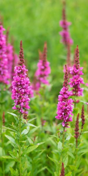 LYTHRUM salicaria 'Robert'