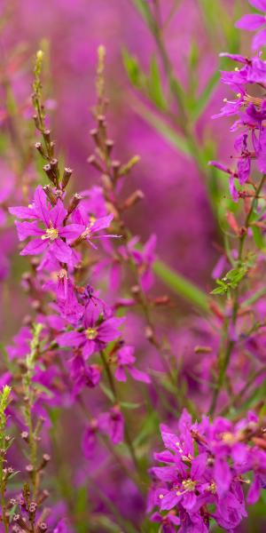 LYTHRUM salicaria 'Swirl'