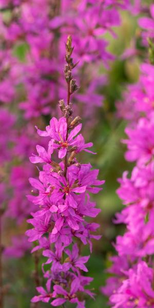 LYTHRUM virgatum 'Dropmore Purple'