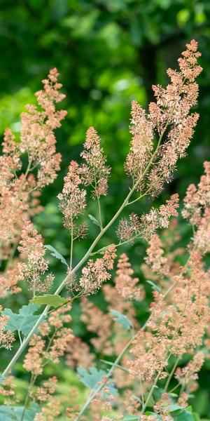 Macleaya microcarpa 'Spetchley Ruby'