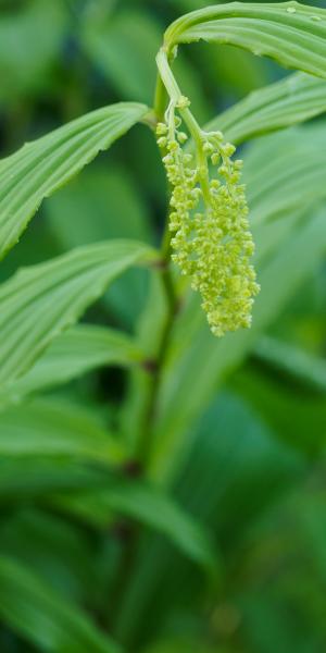 MAIANTHEMUM paniculatum