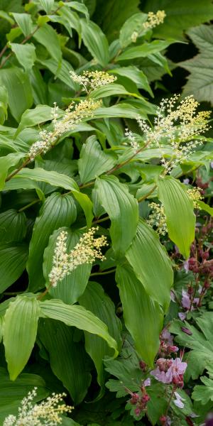 MAIANTHEMUM paniculatum