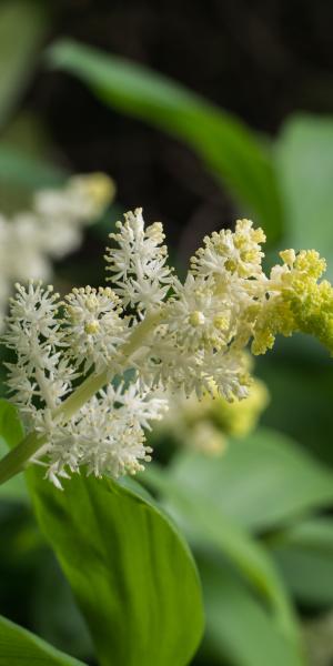 Maianthemum racemosum