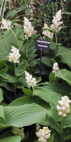 Maianthemum racemosum