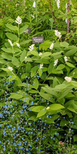 Maianthemum racemosum