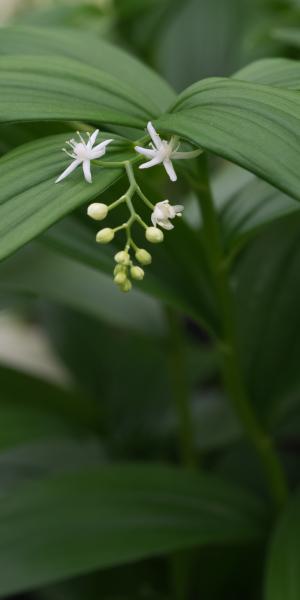 MAIANTHEMUM stellatum