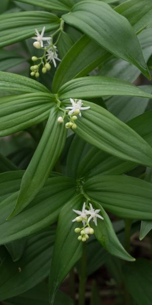 MAIANTHEMUM stellatum