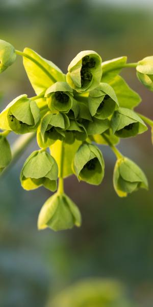 MATHIASELLA bupleuroides 'Green Dream'