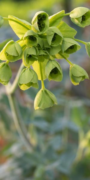 MATHIASELLA bupleuroides 'Green Dream'